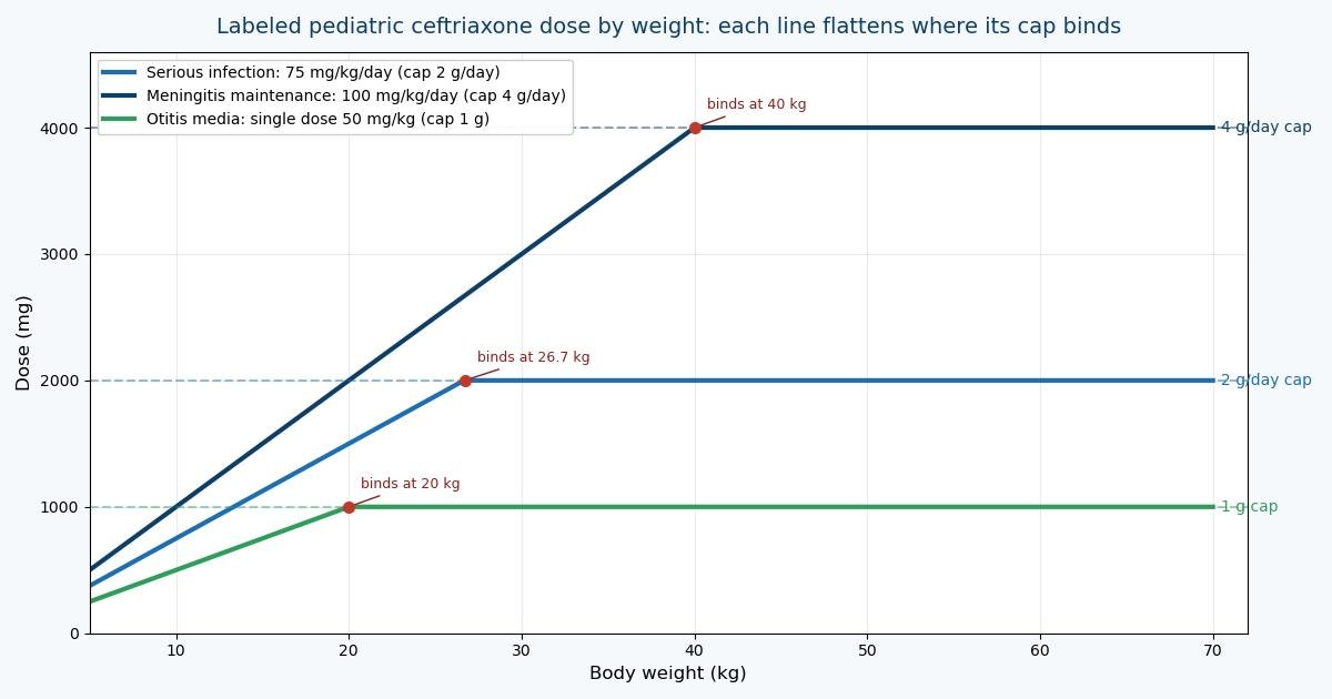Line chart of labeled ceftriaxone daily dose by body weight from 5 to 70 kg: serious infection rises at 75 mg per kg per day until the 2 g per day cap binds at about 26.7 kg; meningitis maintenance rises at 100 mg per kg per day until the 4 g per day cap binds at 40 kg; acute otitis media single dose rises at 50 mg per kg until the 1 g cap binds at 20 kg