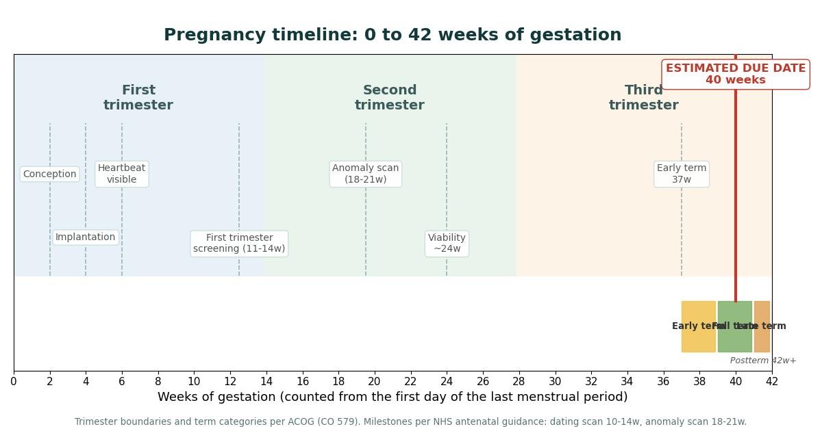 Pregnancy timeline from 0 to 42 weeks of gestation showing the three trimesters, key antenatal milestones, and the ACOG term categories with the estimated due date at 40 weeks